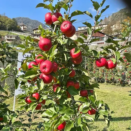 Jarica Moio De' Calvi